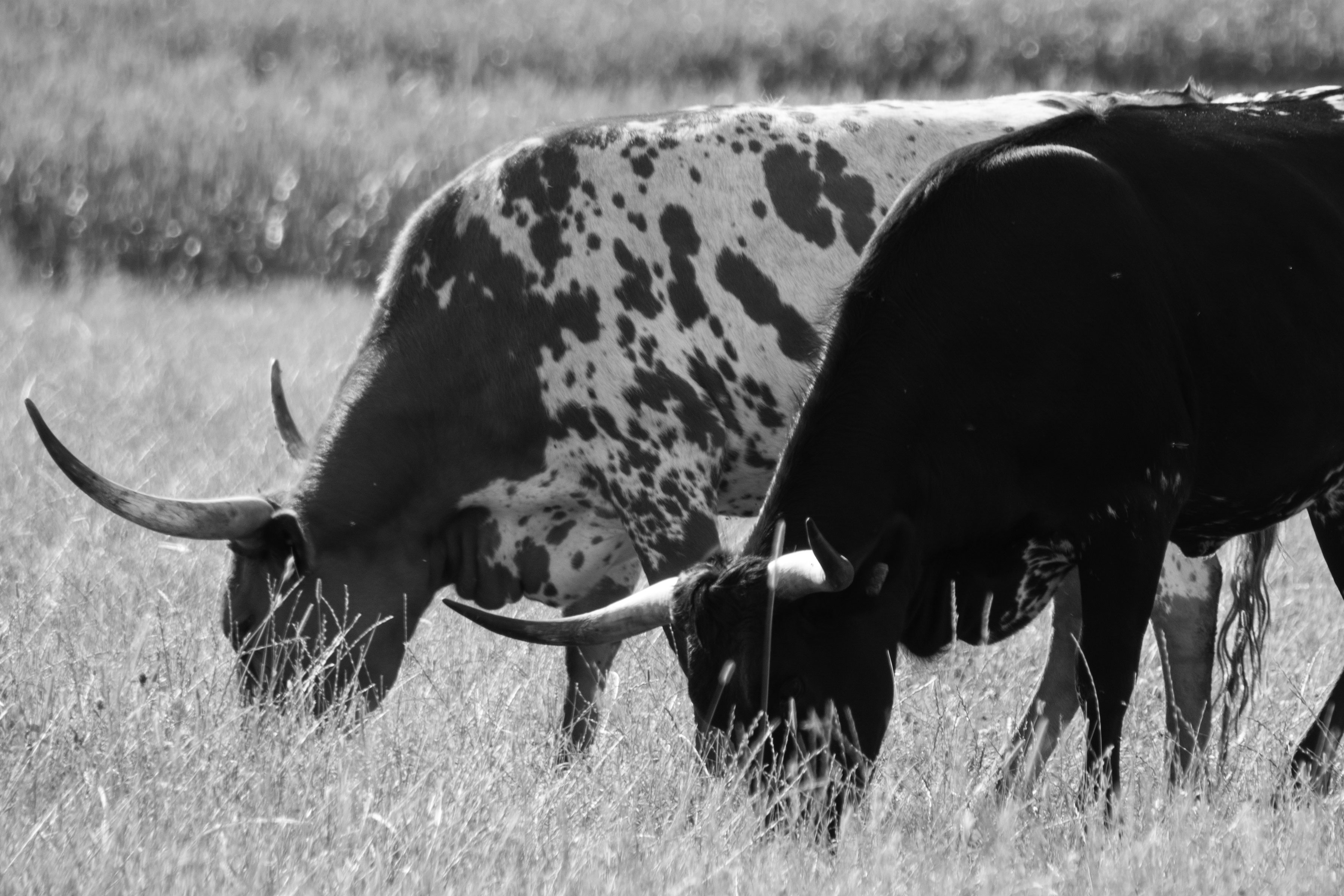 Wundenbach Longhorns